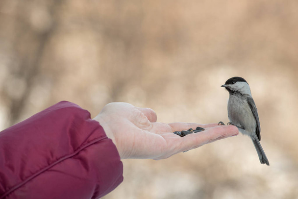 Un pequeño pájaro poecile montanus come semillas de girasol de una mano i
 - Foto, Imagen