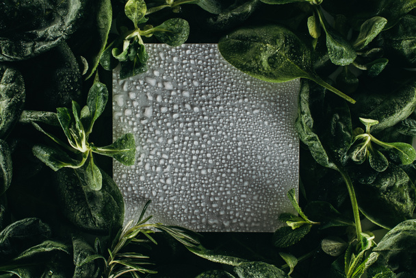lege witte kaart met waterdruppels en verse groene bladeren  - Foto, afbeelding