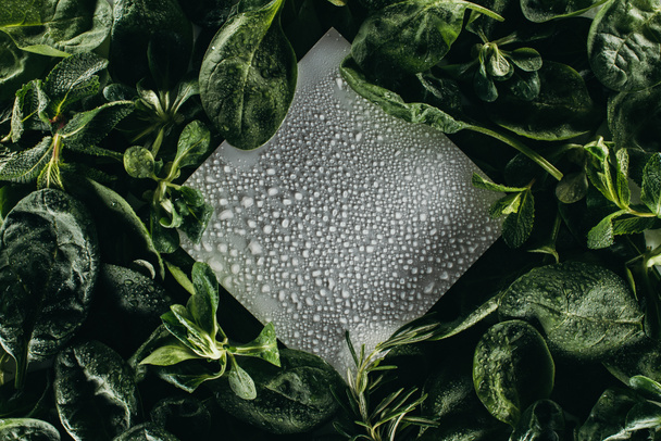 top view of blank white card with water drops and fresh green leaves  - Foto, afbeelding