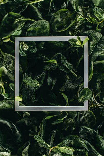 square white frame and dark green leaves, floral background - Photo, Image