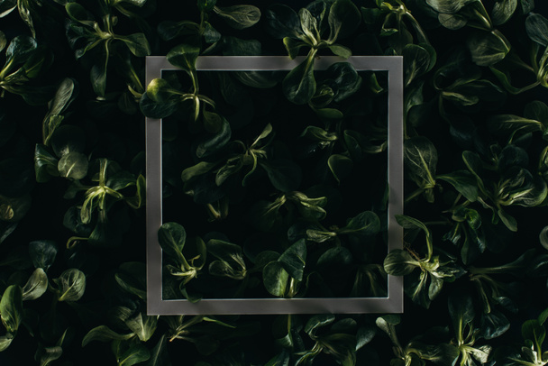 close-up vista do quadro e folhas verde-escuras, fundo floral
 - Foto, Imagem
