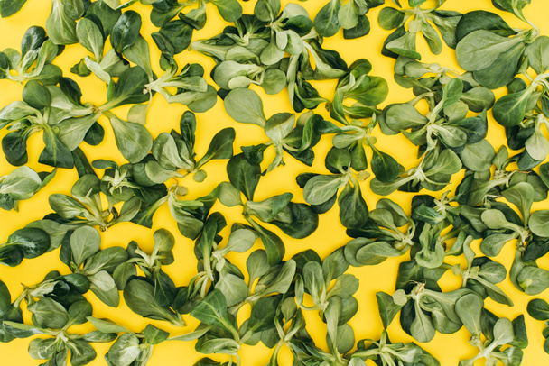 верхний вид узора из красивых зеленых листьев салата кукурузы на желтый
 - Фото, изображение