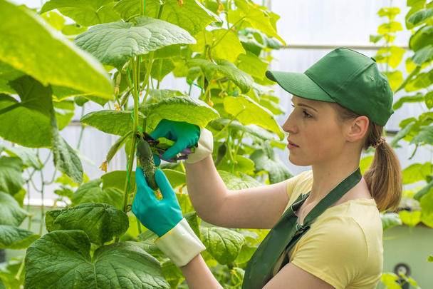  Happy young woman in uniform, cuts fresh cucumbers in a greenhouse. Work in a greenhouse. - Foto, afbeelding