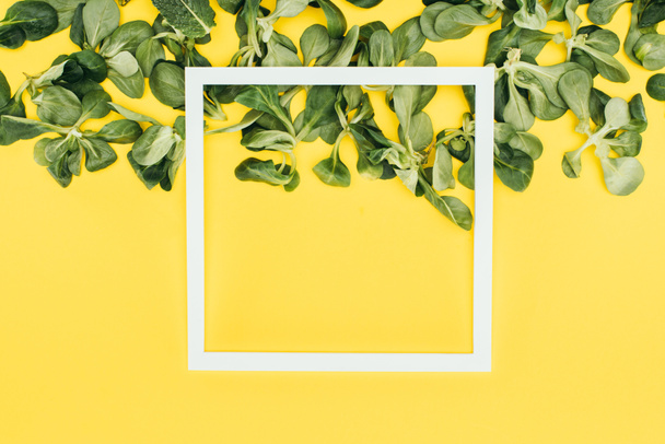 blank white frame and green leaves on yellow  - Photo, Image
