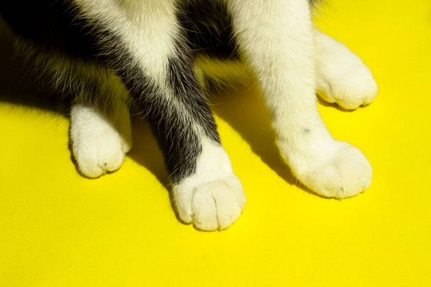 Black and White, Animal Concept. Cat`s Paws on Yellow Background. Cat`s Paws. Cropped Shot Of A Cat. - Photo, Image