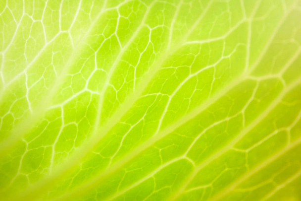 blur big cabbage in the garden. - Fotó, kép