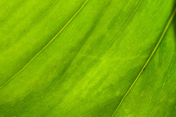 green palm leaf texture close-up view - 写真・画像