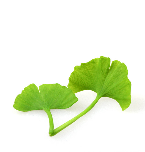 Ginkgo leaf op witte achtergrond - Foto, afbeelding