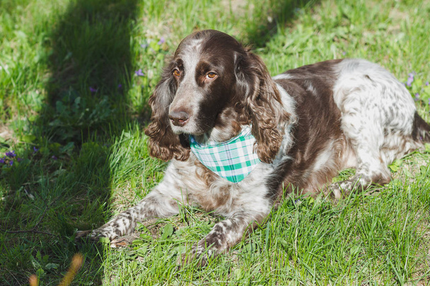 Brown spotted russian spaniel on the green grass - Photo, Image