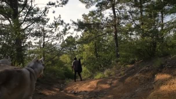 man with guitar walking with two siberian husky dog in forest - Imágenes, Vídeo