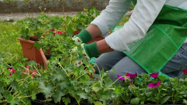woman potting geranium flowers - Footage, Video