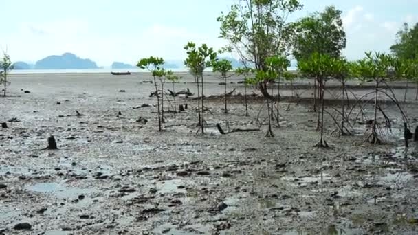 Pantanos de manglares se encuentran en zonas de mareas tropicales y subtropicales
 - Imágenes, Vídeo