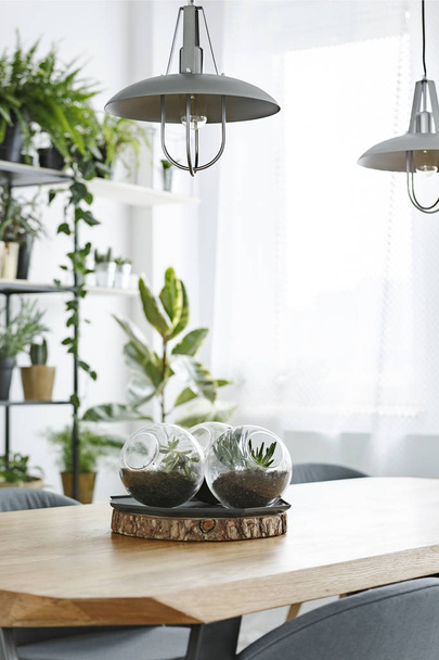 Grey lamps above wooden table with plants in plastic balls in bright dining room interior - Foto, imagen