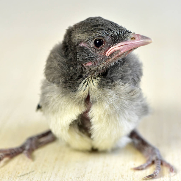 Nestling bebé Blue Jay pájaro
 - Foto, Imagen