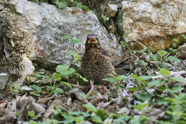 Drozd zpěvný turdus philomelos v parku - Fotografie, Obrázek