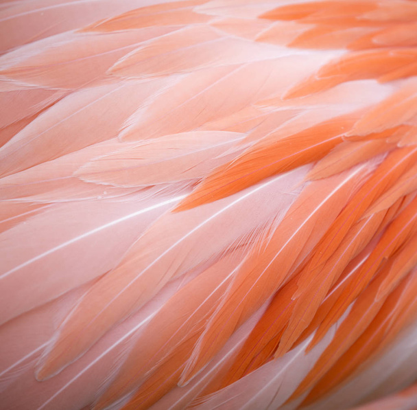 Flamingo feather background - Fotografie, Obrázek