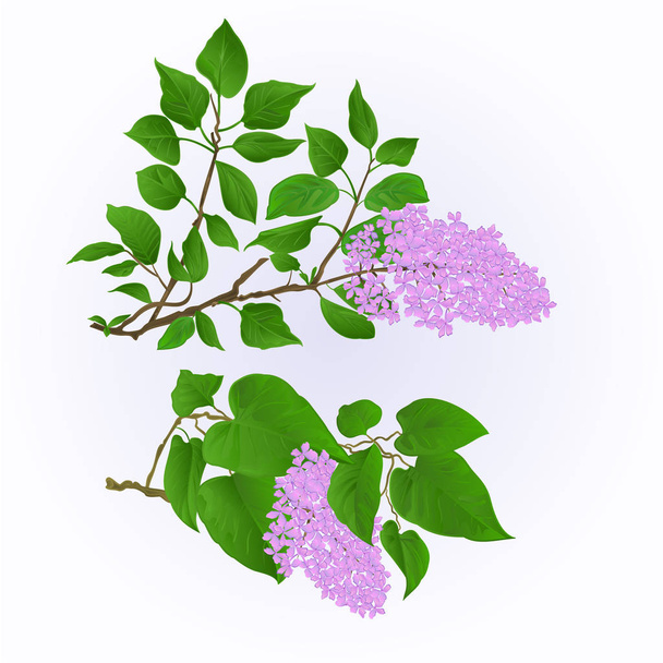 Lilac twigs with flowers and leaves vintage set two vector illustration hand draw  editable  - Vettoriali, immagini