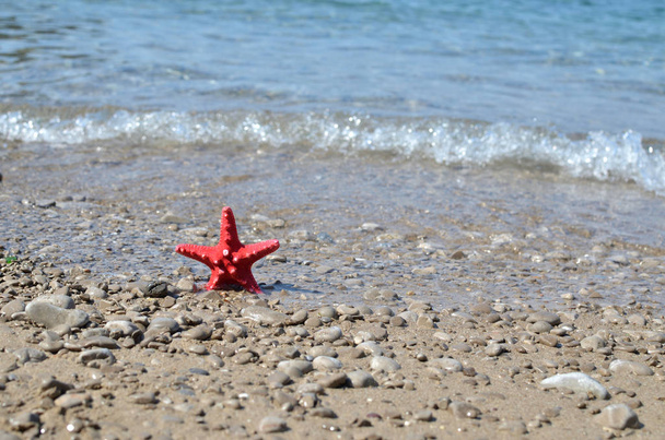 Морська зірка в мілині
 - Фото, зображення