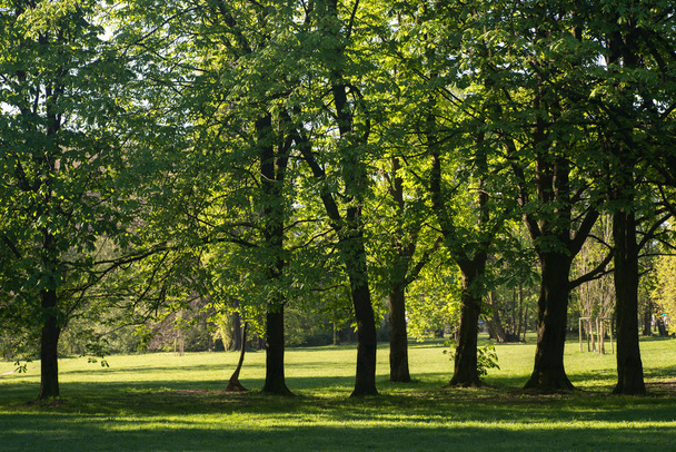 spring chestnut trees on park on sunny day  - Photo, Image