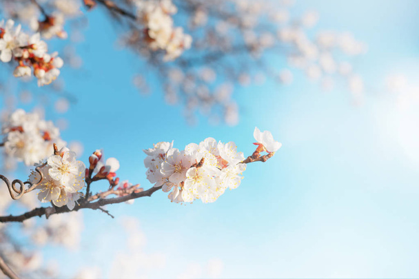 Gyönyörű ág virágzik tavasszal át kék ég. - Fotó, kép
