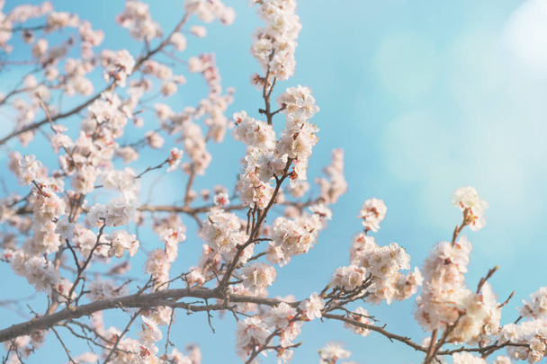 Virágzó ágak egy fa, szemben a kék ég. - Fotó, kép