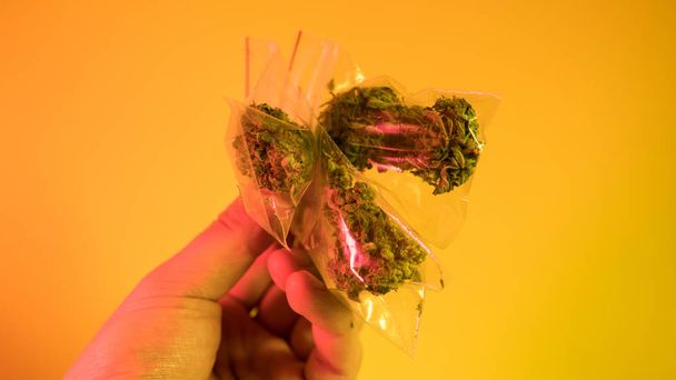 Κοντινό πλάνο του μια μπουμπούκια indica κάνναβης ή μαριχουάνας σε κίτρινο φόντο  - Φωτογραφία, εικόνα