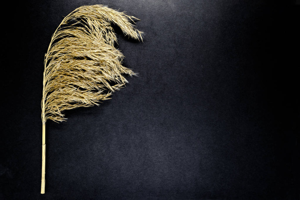 Fluffy Beige Reed Bent Top on Black Background Surface with Free Space - Foto, Bild
