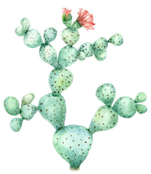 Cactus in blossom - Foto, afbeelding