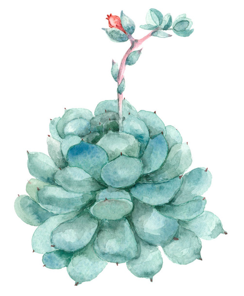 Cactus in blossom - Foto, afbeelding