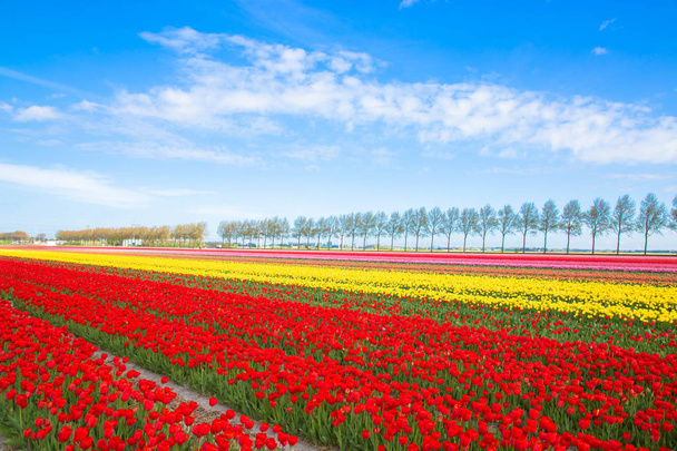 Colorful tulip flower field. Multicolored bright tulips flowers. - Photo, Image