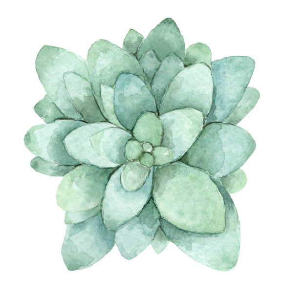 succulent in watercolor - Foto, Imagem