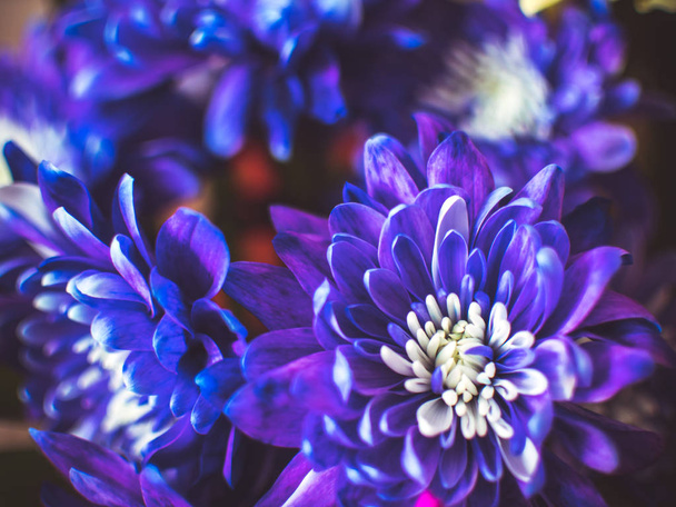 Beautiful blue flowers, close-up - Zdjęcie, obraz