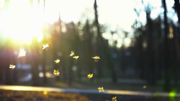 Μικρές σκνίπες μύγα στο πάρκο στις ακτίνες του ήλιου ρύθμιση, σμήνος από σκνίπες βούισμα στο πάρκο, ένα σμήνος από κουνούπια πετούν στο πάρκο - Πλάνα, βίντεο