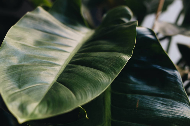 big leaf of growing green plant - Valokuva, kuva