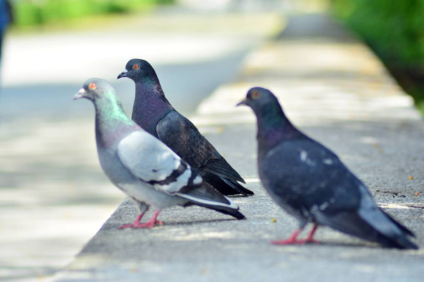 Destek bulanık arka plan ile parkta oturan güvercin - Fotoğraf, Görsel