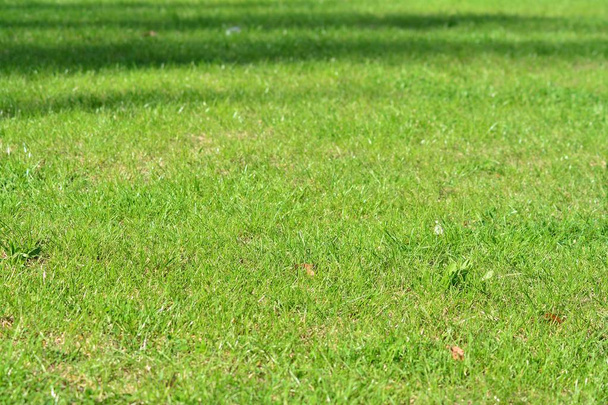 緑の芝生のぼかしと柔らかな光 - 写真・画像