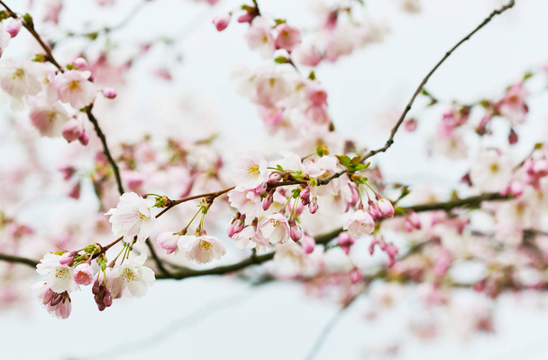 Flores Sakura florescem. Japão cerejeira no jardim, tempo de primavera
 - Foto, Imagem