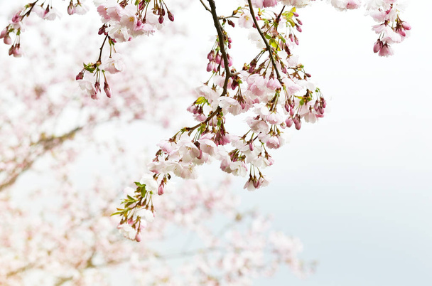 Sakura virágok virága. Japán cseresznye fa kerti, tavaszi idő - Fotó, kép