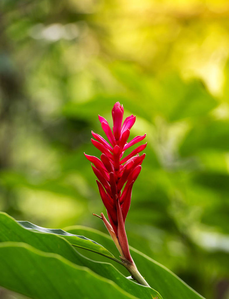 Tropische Palnt rode gember  - Foto, afbeelding