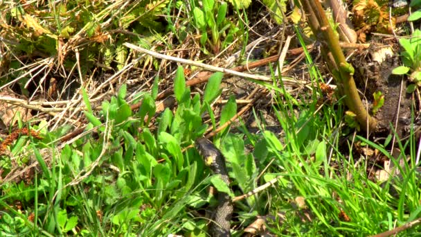 Had v přírodě po zimě na jarní slunečný den plíží podél do trávy vedle rybníka ukazovat dvojí jazyk - Záběry, video