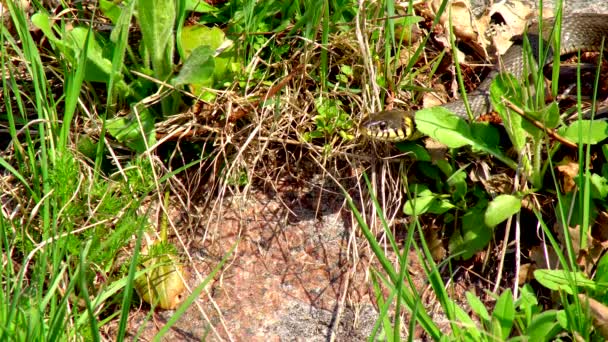 冬春の晴れた日には、ダブル舌を示す池の隣に草に沿ってゾッとしたら野生のヘビ - 映像、動画