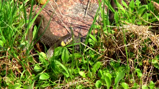 Wąż w środowisku naturalnym po zimowych w słoneczny dzień wiosny pełza po trawie obok stawu Wyświetlono podwójnego wpustu - Materiał filmowy, wideo