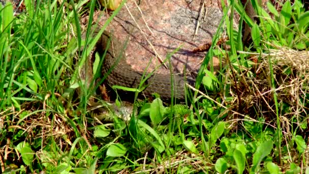 Il serpente in natura dopo l'inverno in una giornata di sole primaverile striscia lungo l'erba accanto allo stagno mostrando una doppia lingua.
 - Filmati, video