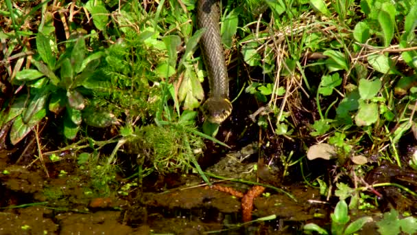 die Schlange in freier Wildbahn kriecht nach dem Winter an einem sonnigen Frühlingstag mit doppelter Zunge am Gras neben dem Teich entlang - Filmmaterial, Video