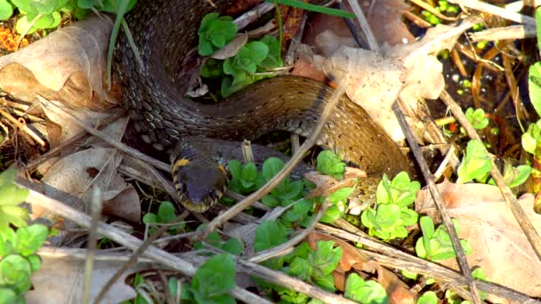 La serpiente en la naturaleza después del invierno en un día soleado de primavera se arrastra a lo largo de la hierba al lado del estanque que muestra una lengua doble
 - Imágenes, Vídeo