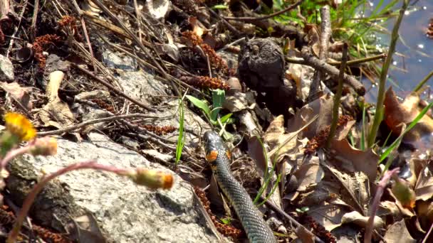 Wąż w środowisku naturalnym po zimowych w słoneczny dzień wiosny pełza po trawie obok stawu Wyświetlono podwójnego wpustu - Materiał filmowy, wideo
