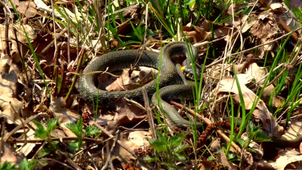 冬春の晴れた日には、ダブル舌を示す池の隣に草に沿ってゾッとしたら野生のヘビ - 映像、動画