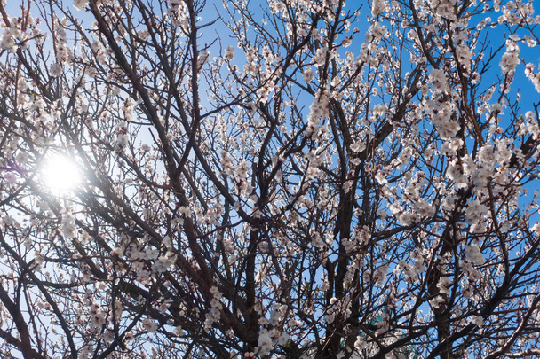 Kwitnące drzewa moreli w piękny dzień. - Zdjęcie, obraz