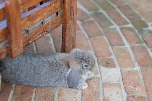 pequeno coelho bonito na fazenda
 - Foto, Imagem