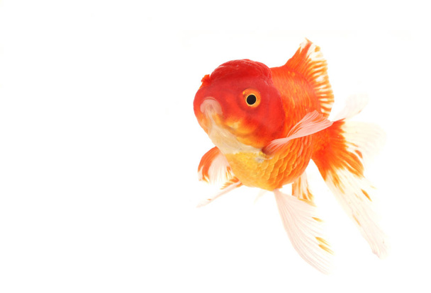 Goldfish swimming in aquarium, white background - Photo, Image